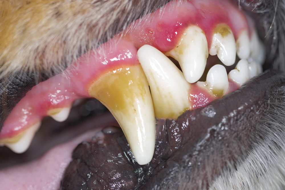 The Tooth, the Whole Tooth About Pet Dental Health - Carriage Crossing