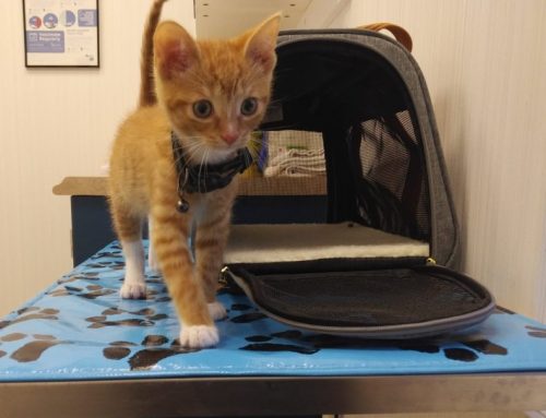 Four ways your first vet visit keeps your kittens safe