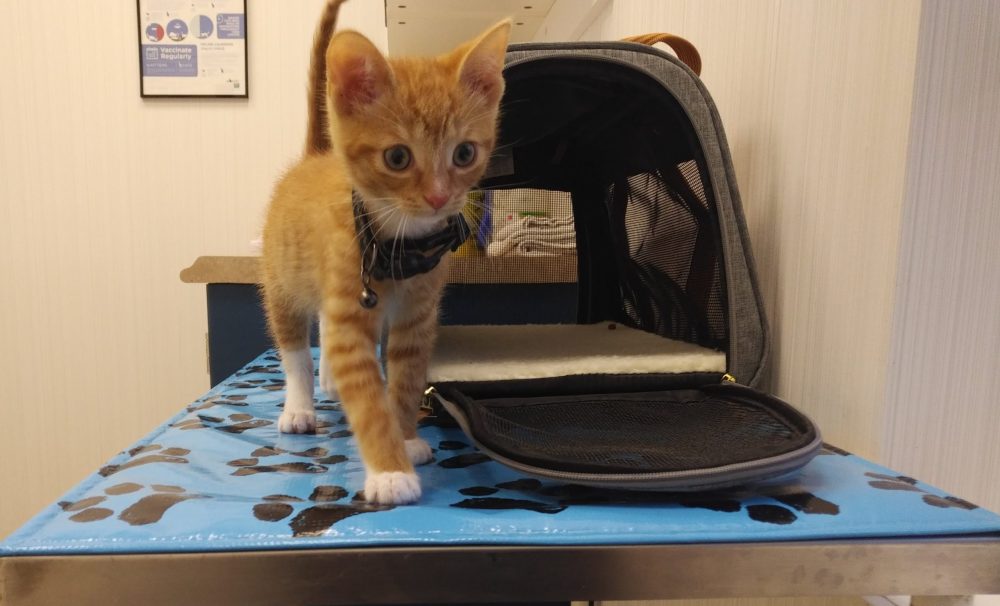 Four ways your first vet visit keeps your kittens safe - Carriage Crossing